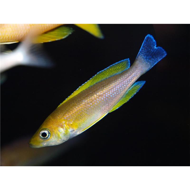 Cyprichromis leptosoma mbity - imagine 5